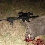 Полювання на кабана з лайками відео, натаска і отруїла собак, правила випробування та інші нюанси (кабана) Полювання на кабана з лайками відео, натаска і отруїла собак, правила випробування та інші нюанси