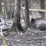 Полювання на кабана з лайками відео, натаска і отруїла собак, правила випробування та інші нюанси (натаска) Полювання на кабана з лайками відео, натаска і отруїла собак, правила випробування та інші нюанси