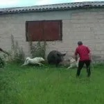 Полювання на кабана з лайками відео, натаска і отруїла собак, правила випробування та інші нюанси (лайками) Полювання на кабана з лайками відео, натаска і отруїла собак, правила випробування та інші нюанси