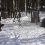Полювання на кабана з лайками відео, натаска і отруїла собак, правила випробування та інші нюанси (лайками) Полювання на кабана з лайками відео, натаска і отруїла собак, правила випробування та інші нюанси