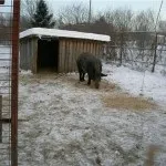 Полювання на кабана з лайками відео, натаска і отруїла собак, правила випробування та інші нюанси (кабана) Полювання на кабана з лайками відео, натаска і отруїла собак, правила випробування та інші нюанси