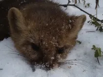 Полювання на соболя