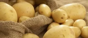 Овоч бруква фото, рецепти приготування страв з брукви (рецепти) Овоч бруква фото, рецепти приготування страв з брукви