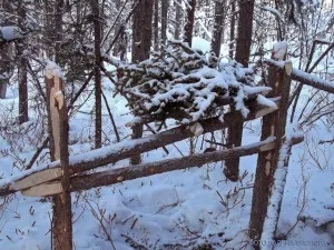 Полювання на соболя саморобними гуманними капканами (полювання) Полювання на соболя саморобними гуманними капканами