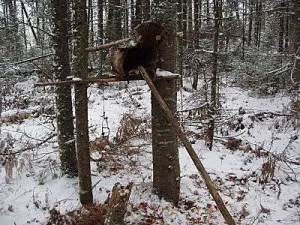 Полювання на соболя саморобними гуманними капканами (полювання) Полювання на соболя саморобними гуманними капканами
