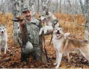 Полювання на соболя саморобними гуманними капканами (полювання) Полювання на соболя саморобними гуманними капканами
