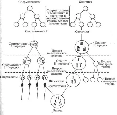 Овогенез і сперматогенез, загальні риси і відмінності, схема овогенеза і сперматогенезу