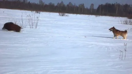 Полювання на кабана з лайками відео, натаска і отруїла собак, правила випробування та інші нюанси (кабана) Полювання на кабана з лайками відео, натаска і отруїла собак, правила випробування та інші нюанси