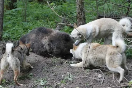 Полювання на кабана з лайками відео, натаска і отруїла собак, правила випробування та інші нюанси (полювання) Полювання на кабана з лайками відео, натаска і отруїла собак, правила випробування та інші нюанси