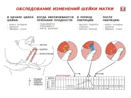 Овуляція, виділення з картинками (спостереження шєєчной слизом) Овуляція, виділення з картинками