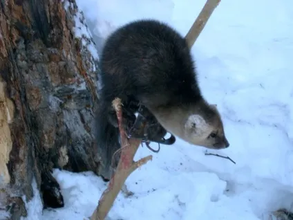 Полювання на соболя капканами та самоловами (самоловами) Полювання на соболя капканами та самоловами