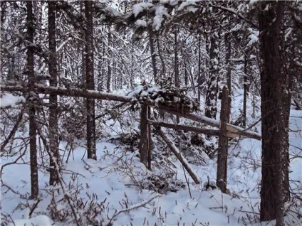 Полювання на соболя капканами та самоловами (самоловами) Полювання на соболя капканами та самоловами