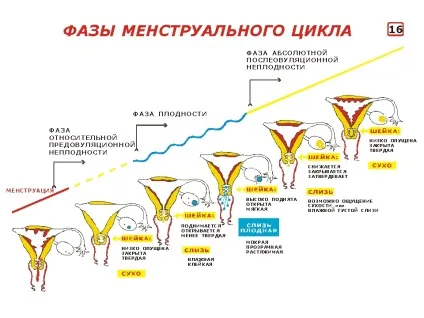 Овуляція, виділення з картинками (спостереження шєєчной слизом) Овуляція, виділення з картинками