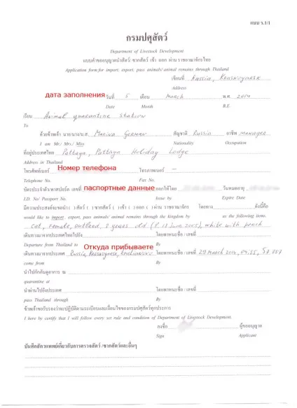 Переїзд в Тайланд з котом (переїзд в Тайланд з котом) Переїзд в Тайланд з котом