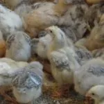Огляд породи курей майстер грей опис, продуктивна характеристика та фото (породи) Огляд породи курей майстер грей опис, продуктивна характеристика та фото