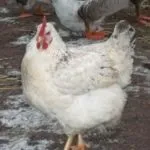 Огляд породи курей майстер грей опис, продуктивна характеристика та фото (майстер) Огляд породи курей майстер грей опис, продуктивна характеристика та фото