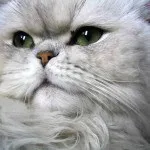 Огляд породи кішок перська шиншила особливості забарвлень і характеру (шиншила) Огляд породи кішок перська шиншила особливості забарвлень і характеру