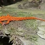 Вогняна саламандра (50 фото) як виглядає тварина, червона ящірка або риба, які види, (виглядає) Вогняна саламандра (50 фото) як виглядає тварина, червона ящірка або риба, які види,