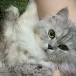 Огляд породи кішок перська шиншила особливості забарвлень і характеру (кішок) Огляд породи кішок перська шиншила особливості забарвлень і характеру