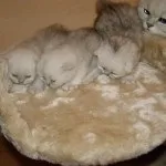 Огляд породи кішок перська шиншила особливості забарвлень і характеру (кішок) Огляд породи кішок перська шиншила особливості забарвлень і характеру