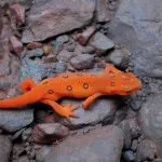 Вогняна саламандра (50 фото) як виглядає тварина, червона ящірка або риба, які види, (виглядає) Вогняна саламандра (50 фото) як виглядає тварина, червона ящірка або риба, які види,