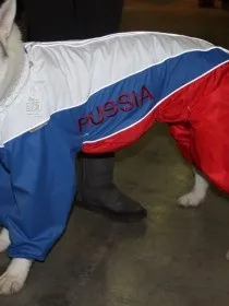 Одяг для маленьких собачок