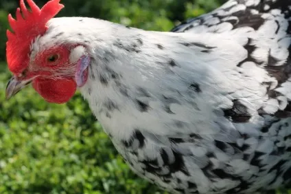 Огляд породи курей майстер грей опис, продуктивна характеристика та фото (грей) Огляд породи курей майстер грей опис, продуктивна характеристика та фото