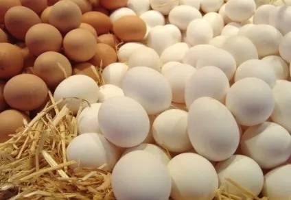 Огляд породи курей майстер грей опис, продуктивна характеристика та фото (породи) Огляд породи курей майстер грей опис, продуктивна характеристика та фото