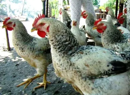 Огляд породи курей майстер грей опис, продуктивна характеристика та фото (грей) Огляд породи курей майстер грей опис, продуктивна характеристика та фото