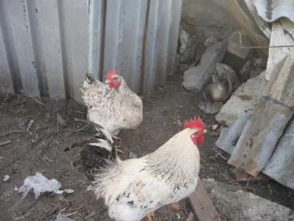 Огляд породи курей майстер грей особливості, відгуки про них, відео та фото (грей) Огляд породи курей майстер грей особливості, відгуки про них, відео та фото