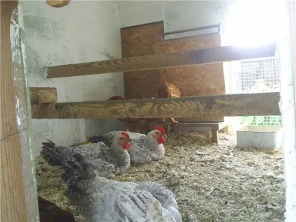 Огляд породи курей майстер грей особливості, відгуки про них, відео та фото (майстер) Огляд породи курей майстер грей особливості, відгуки про них, відео та фото