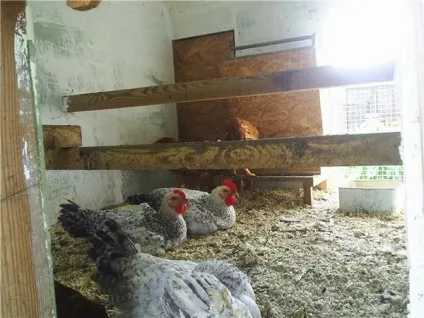 Огляд породи курей майстер грей опис, продуктивна характеристика та фото (породи) Огляд породи курей майстер грей опис, продуктивна характеристика та фото