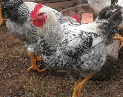 Огляд породи курей майстер грей опис, продуктивна характеристика та фото (грей) Огляд породи курей майстер грей опис, продуктивна характеристика та фото