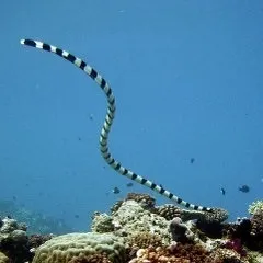 Небезпеки червоного моря або будь на чеку в підводному царстві (моря) Небезпеки червоного моря або будь на чеку в підводному царстві