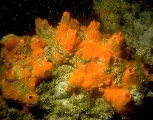 Небезпеки червоного моря або будь на чеку в підводному царстві (моря) Небезпеки червоного моря або будь на чеку в підводному царстві