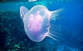 Небезпеки червоного моря або будь на чеку в підводному царстві (воді накласти що давить) Небезпеки червоного моря або будь на чеку в підводному царстві
