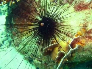 Небезпеки червоного моря або будь на чеку в підводному царстві (воді накласти пов'язку, що давить) Небезпеки червоного моря або будь на чеку в підводному царстві