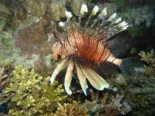 Небезпеки червоного моря або будь на чеку в підводному царстві (воді накласти що давить) Небезпеки червоного моря або будь на чеку в підводному царстві