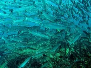 Небезпеки червоного моря або будь на чеку в підводному царстві (будь) Небезпеки червоного моря або будь на чеку в підводному царстві