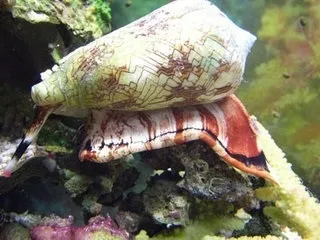 Небезпеки червоного моря або будь на чеку в підводному царстві (моря) Небезпеки червоного моря або будь на чеку в підводному царстві