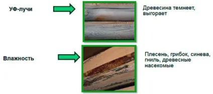 Опис поразок деревини (цвіль, грибок, синьо) (деревини) Опис поразок деревини (цвіль, грибок, синьо)