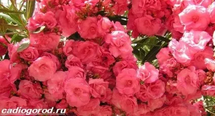 олеандр квітка