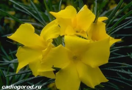 олеандр квітка