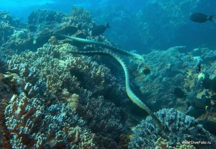 Небезпечні риби червоного моря морський їжак, змія, вогненний корал