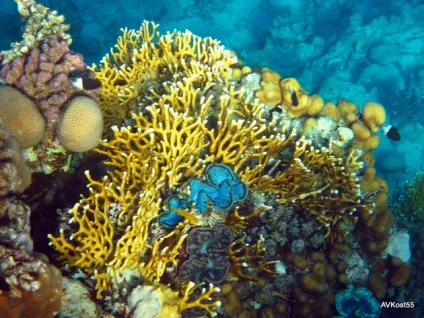 Небезпечні риби червоного моря морський їжак, змія, вогненний корал