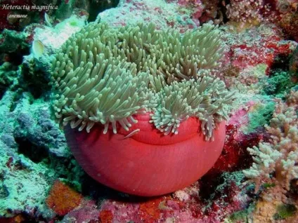 Небезпечні риби червоного моря морський їжак, змія, вогненний корал