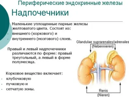 Пухлина наднирників у жінок (розміри) - основні симптоми (жінок) Пухлина наднирників у жінок (розміри) - основні симптоми