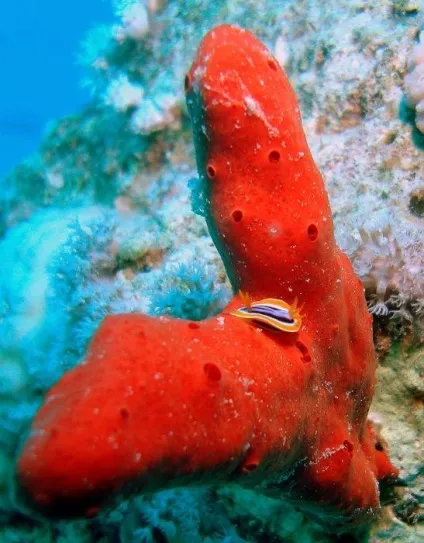 Небезпечні риби червоного моря морський їжак, змія, вогненний корал