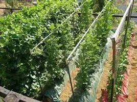 Орлиний дзьоб (томат) відгуки та вирощування (орлиний) Орлиний дзьоб (томат) відгуки та вирощування