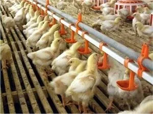 Основні переваги ніпельної поїлки для курей по відношенню до вакуумних і іншим автопоїлок (заздалегідь обраному місці) Основні переваги ніпельної поїлки для курей по відношенню до вакуумних і іншим автопоїлок
